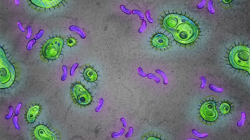 The DNA sequences of evolving genes that are common in the microbiome were compared and classified into different “family trees.” Image Credit: Science Mag