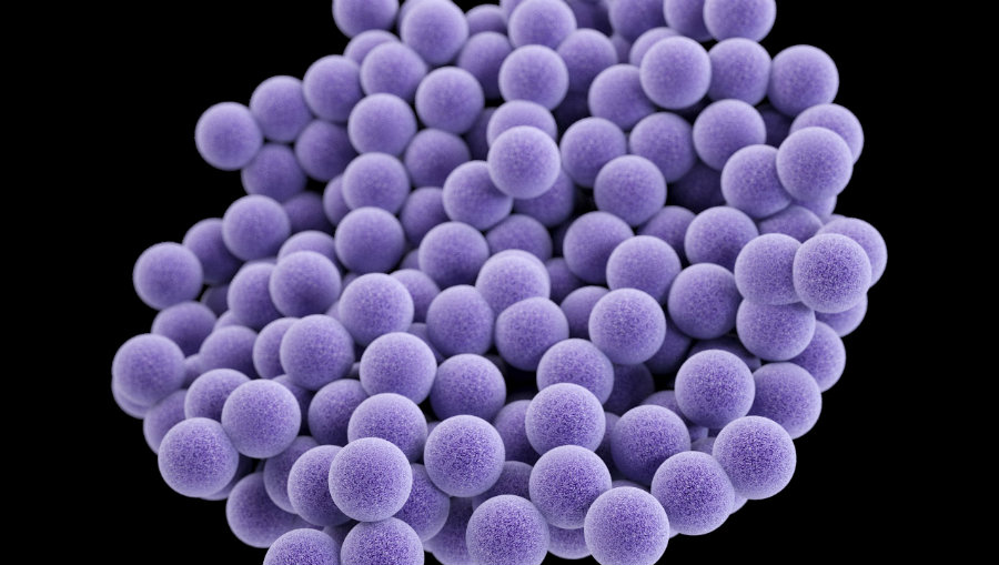 The new antibiotic found in the nose can kill deadly skin infections. It is produced by a type of staph bacteria found in people’s nose. Image Credit: KVUE