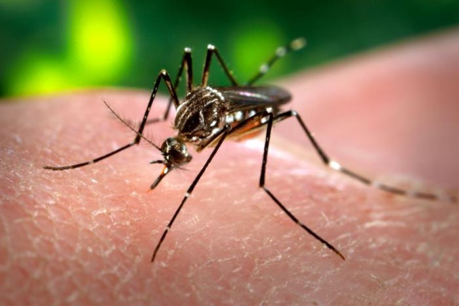 These mosquitoes are day-feeders, associate closely to humans, rather than being restricted to wetlands, and are vectors to many diseases besides Zika, such as yellow fever, dengue fever, chikungunya and filariasis. Image Credit: ABC News