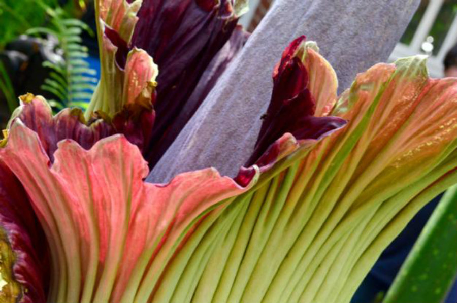 Even though the corpse flower got its name for not smelling good, its beauty and magnificent display of colors makes up for the smell. Or at least enough for tourist to hold their breath while taking photos o the flower blooming in NYC, Washington and Indiana. Image Credit: The Allegheny Front