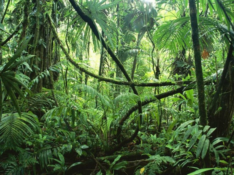 12,000 Amazon tree species found in the last 300 years
