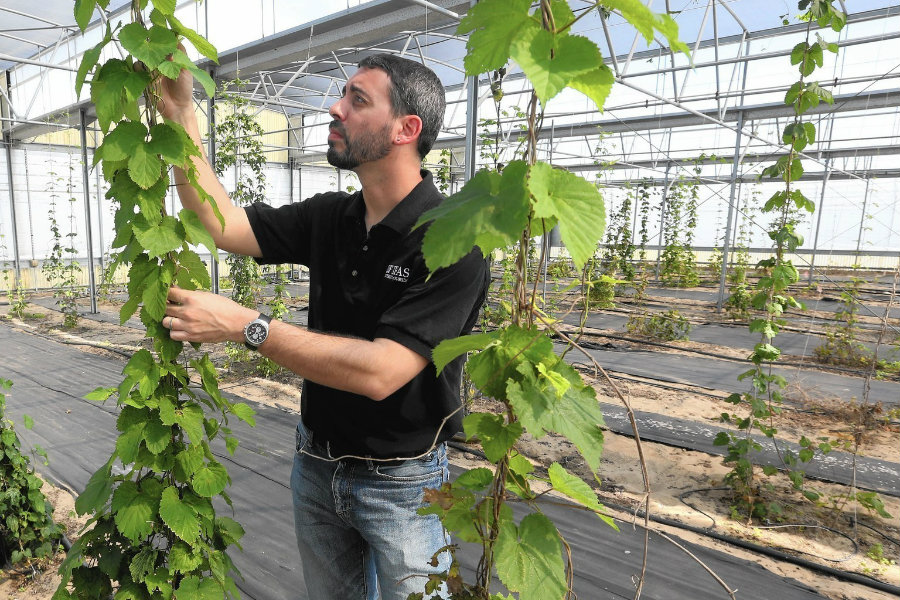 Pearson was able to grow a variety of strains, including a native American hop that was discovered on Navajo land in New Mexico. Image Credit: Orlando Sentinel