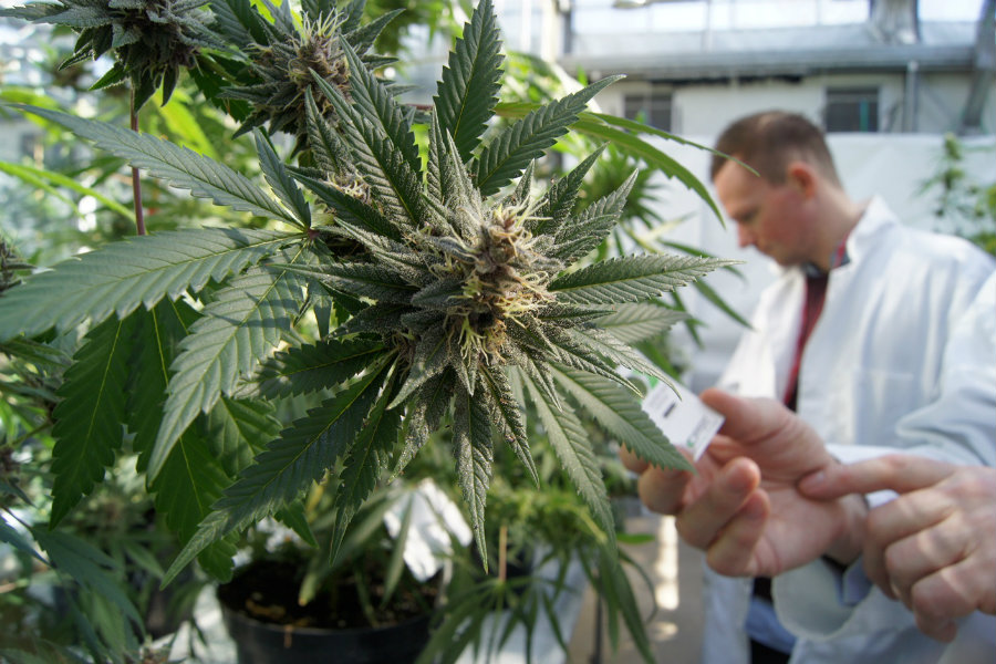 Classifying cannabis as a Schedule 1 drug limits the science approach to the plant. The classification also keeps researchers to confirm or deny any allegations made about marijuana, because there are no legal backgrounds for those experiments. Image Credit: IBT Times