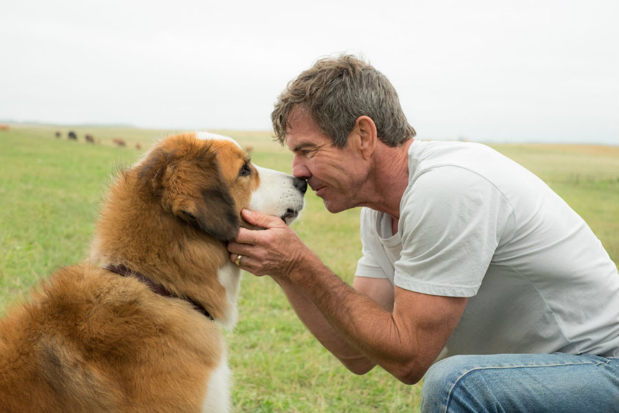 A Dog's Purpose will focus on the life journey from a dog's point of view as he reincarnates as a hound several times. Image Credit: Coming Soon