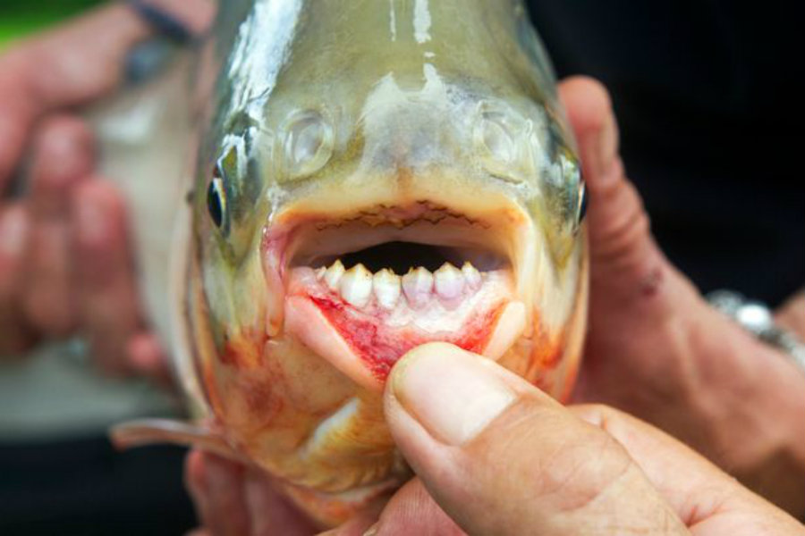 Despite being wild fishes, when pacus are held as pets and released into natural waters they become unable to find food and shelter, also releasing an unknown species in a non-natural ecosystem could upset the natural environment. Image Credit: Mirror