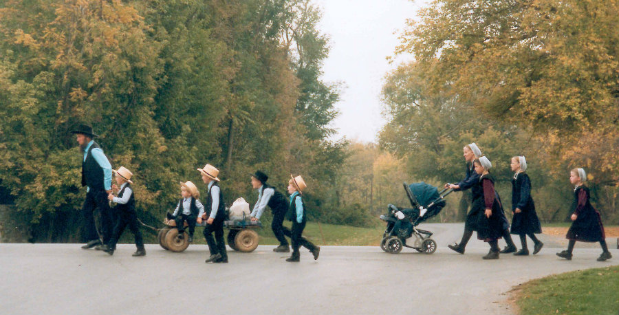 Researchers discovered that farms animals' microbes protect the Amish population from allergies and asthma because they bolster their immune systems. Photo credit: Prezi