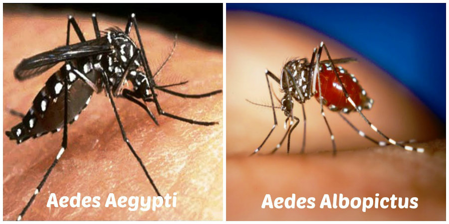 The disease is transmitted by two mosquitoes, the Aedes Aegypti and Aedes Albopictus, both of which are found in the United States. Photo credit: Salud y Amor Blogspot