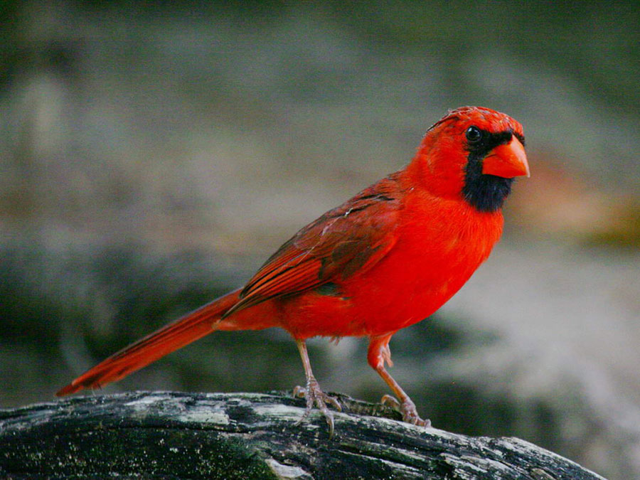 cardinals-west-nile