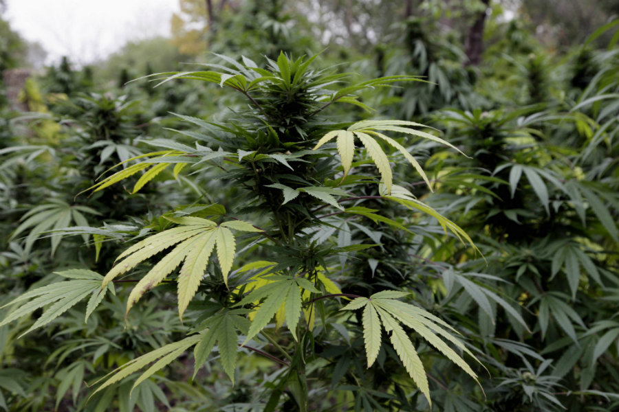 There is much controversy behind the legalization of medical marijuana in the state, which is the 25th to legalize the drug in the U.S. Photo credit: Teresa Crawford / Associated Press / Cleveland.com