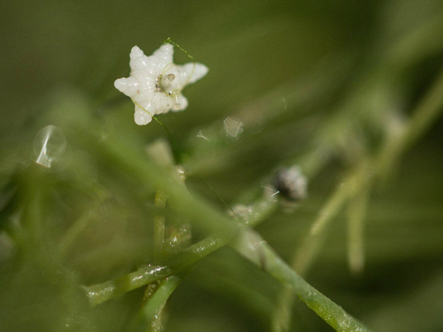 Starry stonewort is an invasive aquatic alga. Their star-shaped bulbils, which give them their name, don’t appear until late summer.  Photo credit: Monika Lawrence / MPR News 