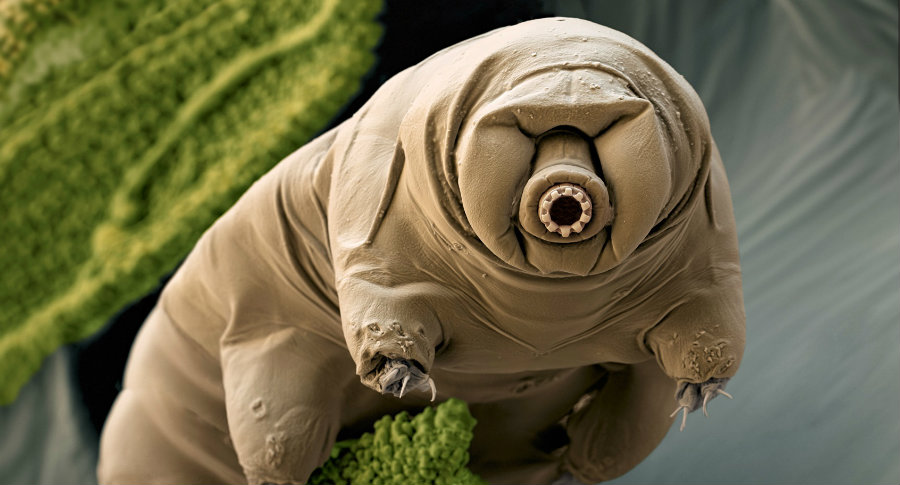 Tardigrades, also known as water bears, are almost microscopic animals that can be found on the water film that covers musk or leafs in forests. Photo credit: Unisci / Burnt X