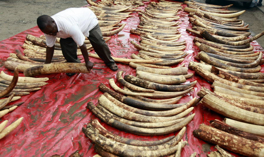 These southern African countries argue that they should be able to sell their ivory stock. Photo credit: Brookings