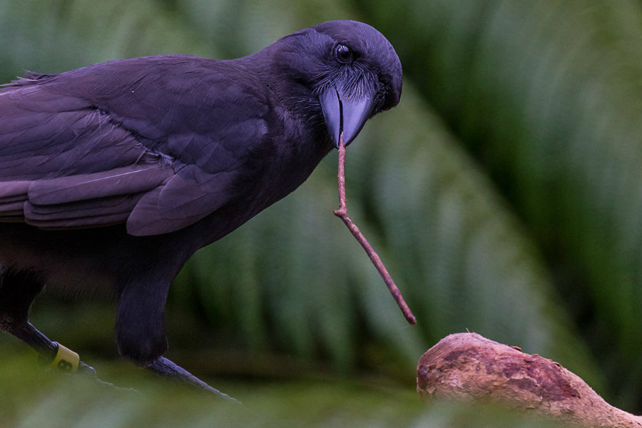 The Hawaiian crows use sticks as New Caledonian crows to get food from difficult places. Photo credit: Ken Bohn / San Diego Zoo Global / New Scientist