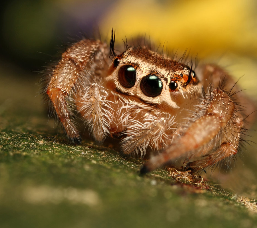 Jumping Spiders Hear Long-Range Audio with Their Hairy Legs