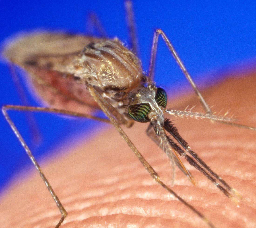 West Nile Virus