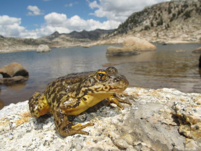 Yosemite's endangered frog begins to recover