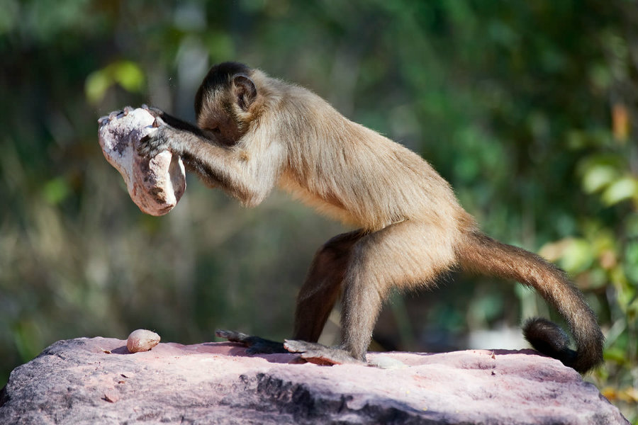 Bearded capuchins have been found making stone tools by crashing them on the floor and other stones. Photo credit: Ben Cranke / Getty / New Scientist