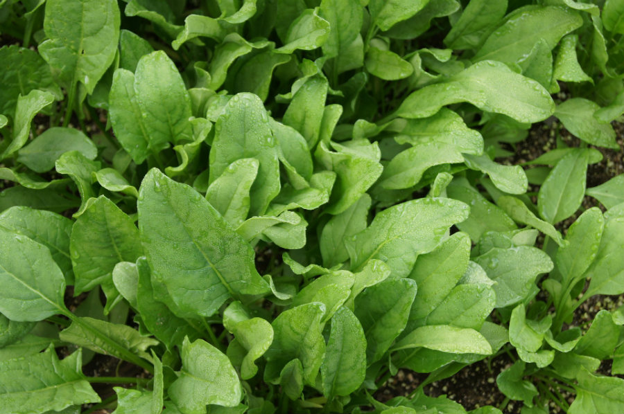 Spinach plants have carbon-nanotube-based nanoparticles in their leaves that are sensitive to nitroaromatics, an element found in several explosives. Photo credit: The Grantham Gardener