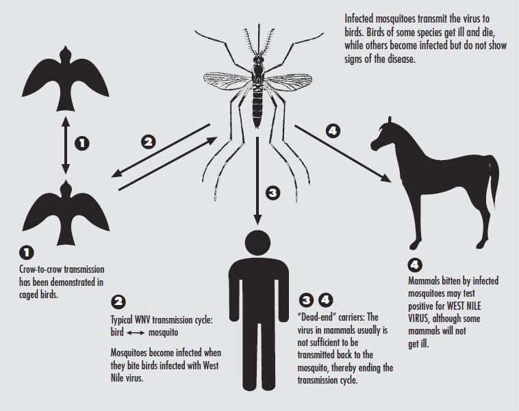 West Nile Virus