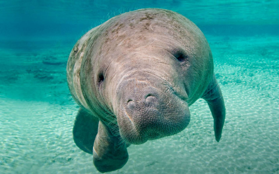 November is designated as the Manatee Awareness Month. Photo credit: Animalia Life