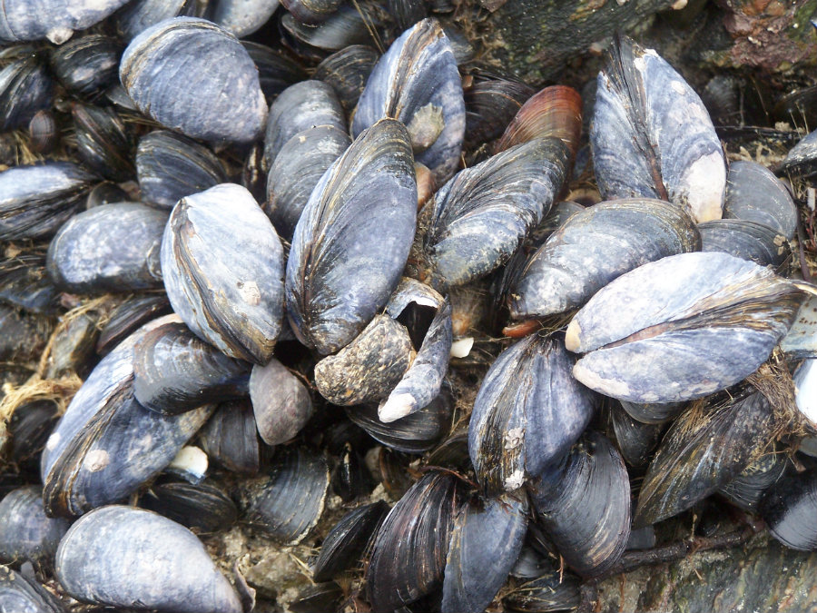 It is the first time that invasive mussels have shown up in Montana waters. Photo credit: Jpwaldron.wordpress.com