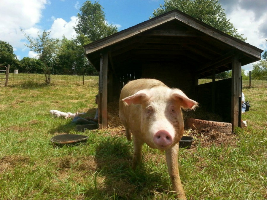 A recent study from the University of Lincoln has concluded pigs have different personality traits. Photo credit: Peta.org