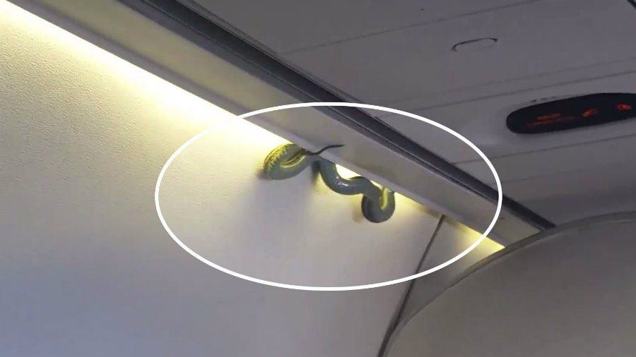 A venomous snake appeared on an Aeromexico flight. Photo credit: Indalecio Medina / Fox 5