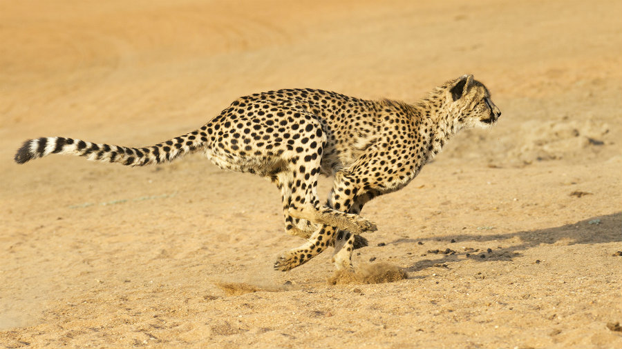 77 percent of the cheetah's habitat falls outside of protected areas, exposing the species to less law enforcement protection. Photo credit: Nat Geo Kids