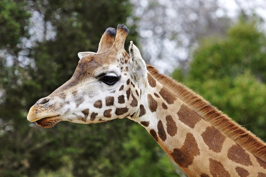 The giraffe has moved from Least Concern to Vulnerable due to a dramatic decline. Photo credit: Melbourne Zoo / Wikipedia