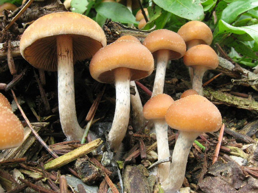 Magic mushroom could help cancer patients del with depression and anxiety. Photo credit: Alan Rockefeller / Mushroom Observer / IB Times