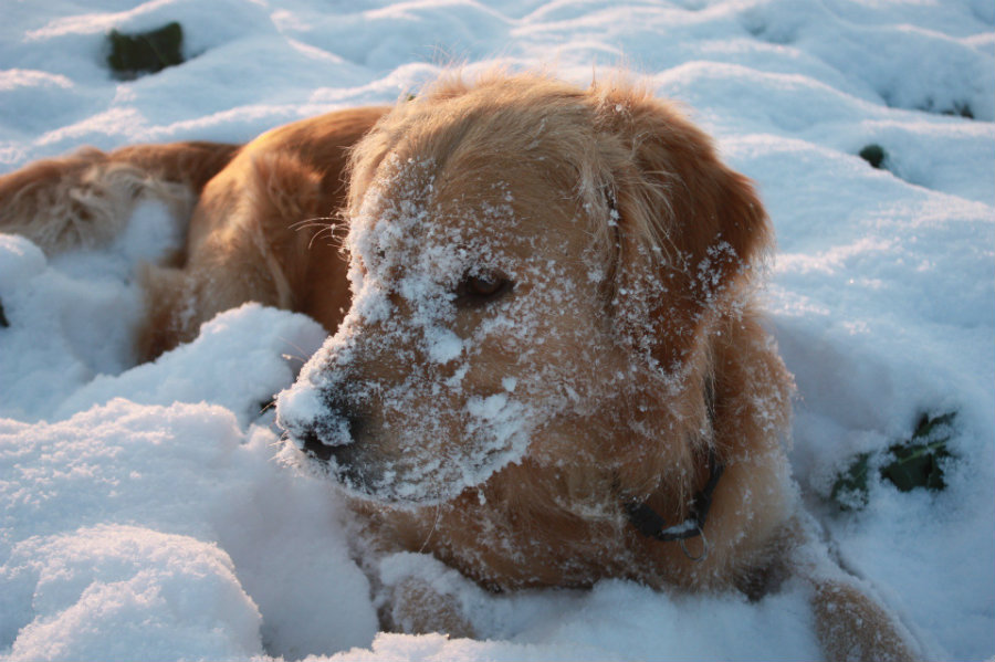 After every walk, owners have to wipe down or wash pets’ feet, legs and belly to remove any chemical on their hair. Photo credit: Onegreenplanet.org