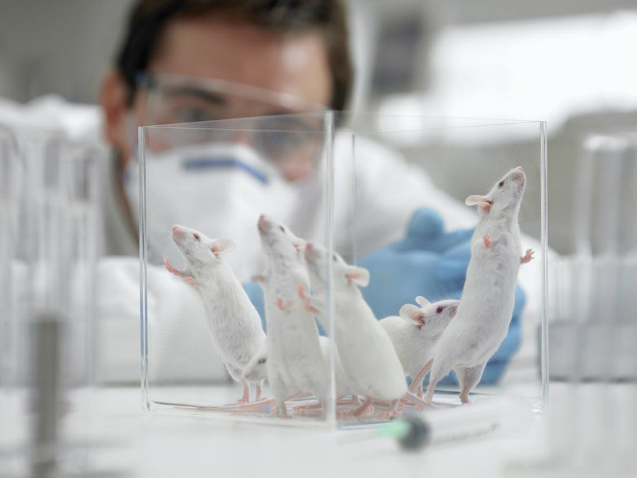 Pluripotent stem cells are capable of becoming any cells within the rat's organism. Image credit: Independent