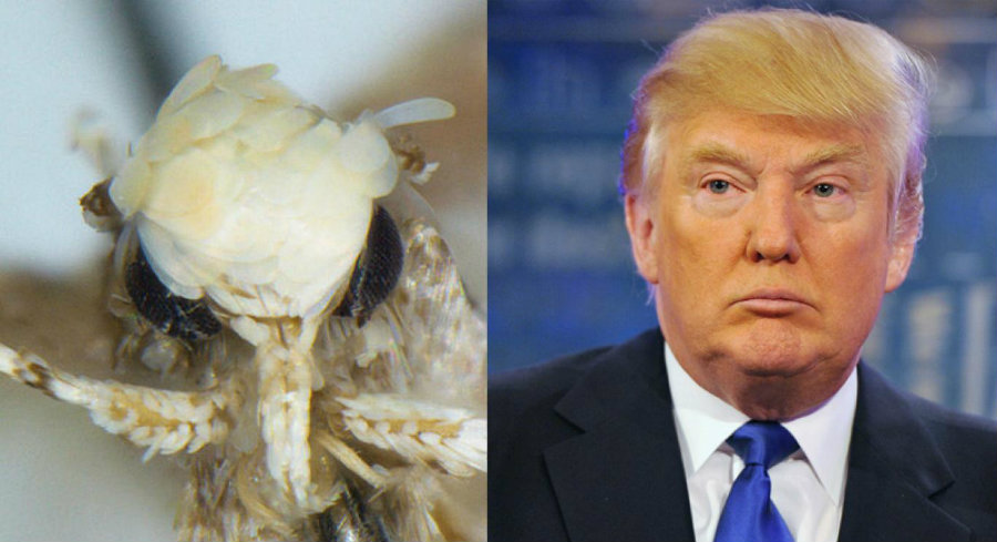 The Neopalpa donaldtrumpi. Photo credit: TN.com