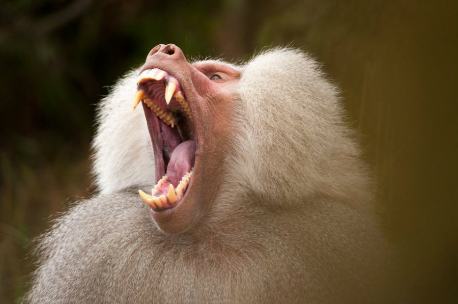 Researchers studied the acoustics of 1,335 baboon sounds and the animals' tongue anatomy. Photo credit: National Geographic