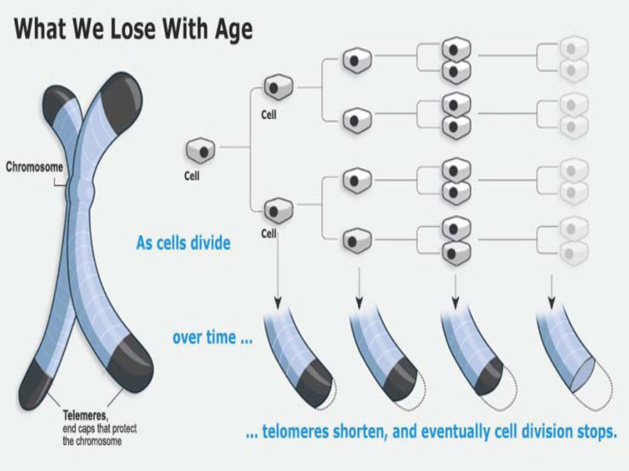 telomere-shortening