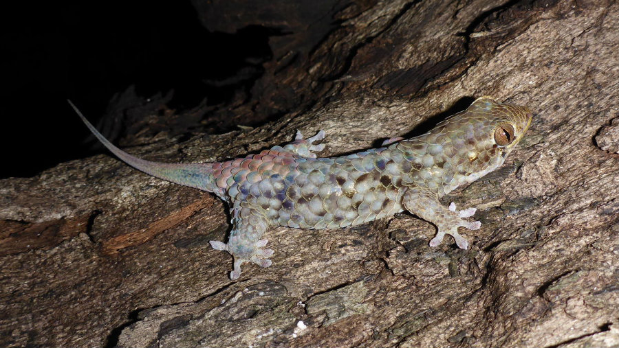 Geckolepis megalepis was described in a study published in the journal PeerJ. Image credit: Frank Glaw / Univision