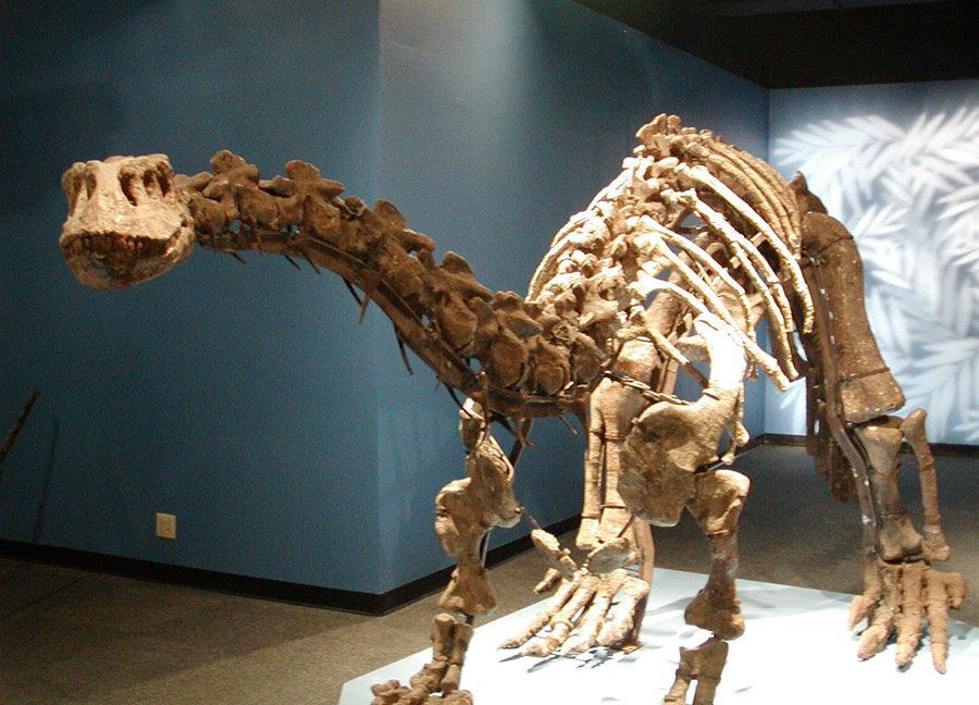 Lufengosaurus_fossils