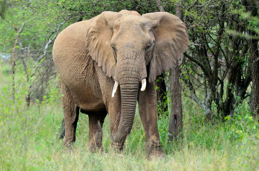 Poachers keep slaying elephants for ivory in Central Africa