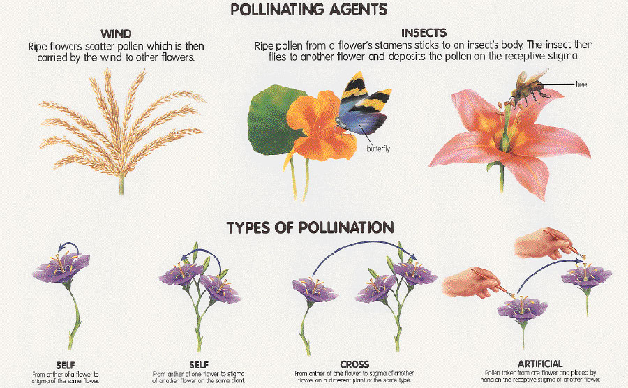 pollination-chart