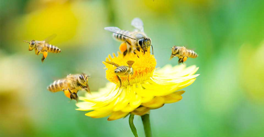 pollination-food-crops