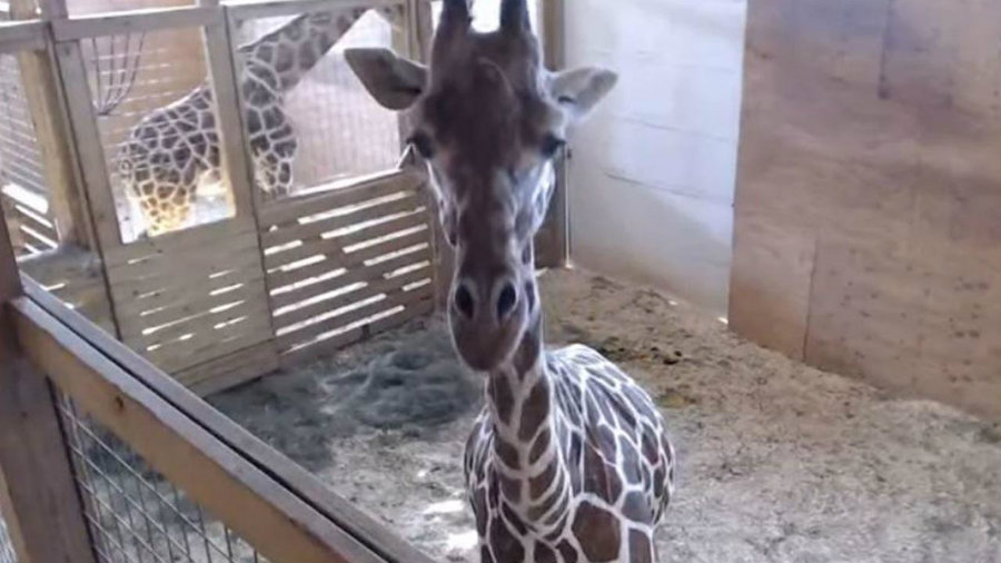 April the giraffe