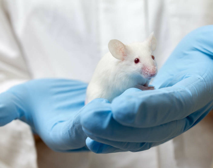 The team of investigators conducted a series of experiments on mice to determine if treatment was possible in humans. Image credit: Mirko Sobotta / Shutterstock / Iflscience.com