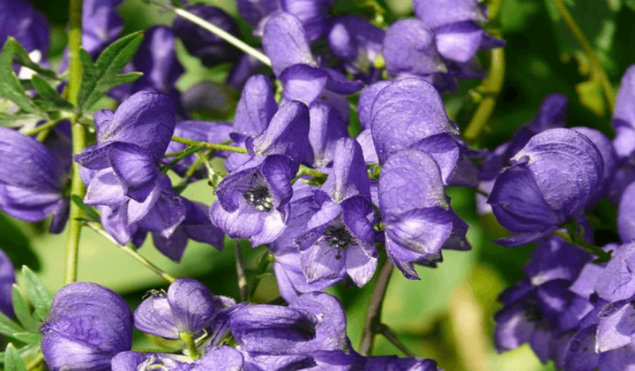 Aconite is known as the "Queen of all Poisons." Image credit: Voxnature.com