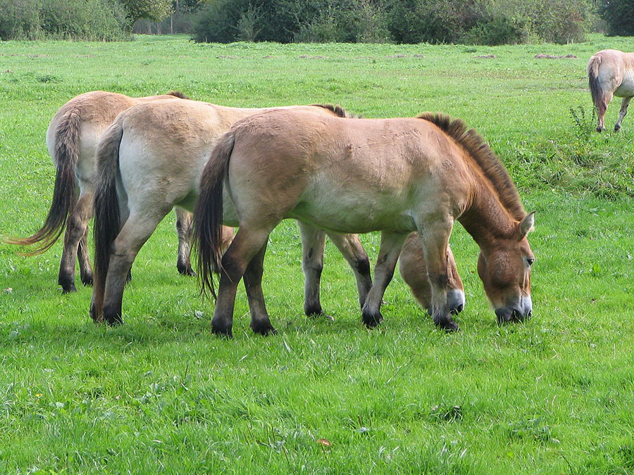 equids-mammals-shrinking