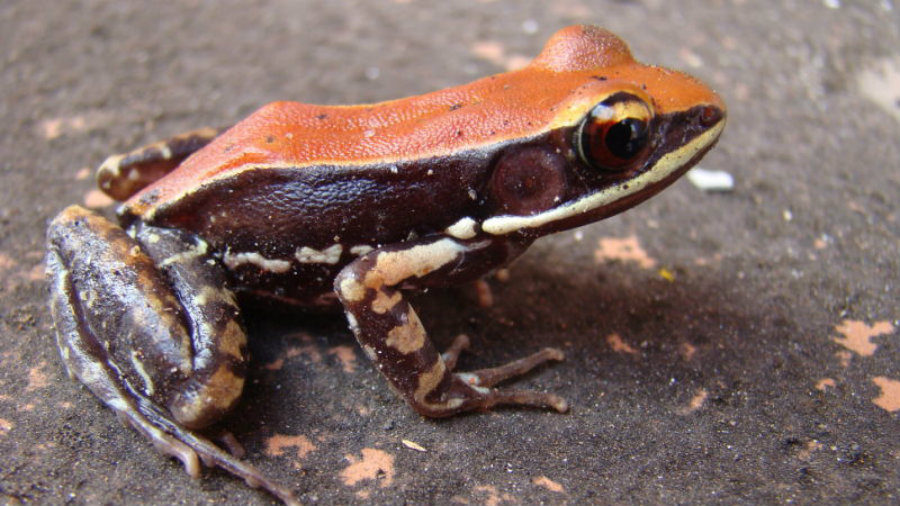 By giving the frog a small electric shock or by making them feel threatened, they excrete the mucus, allowing researchers to collect it without harming the specimen easily. Image credit: Sanil George & Jessica Shartouny / Gizmodo