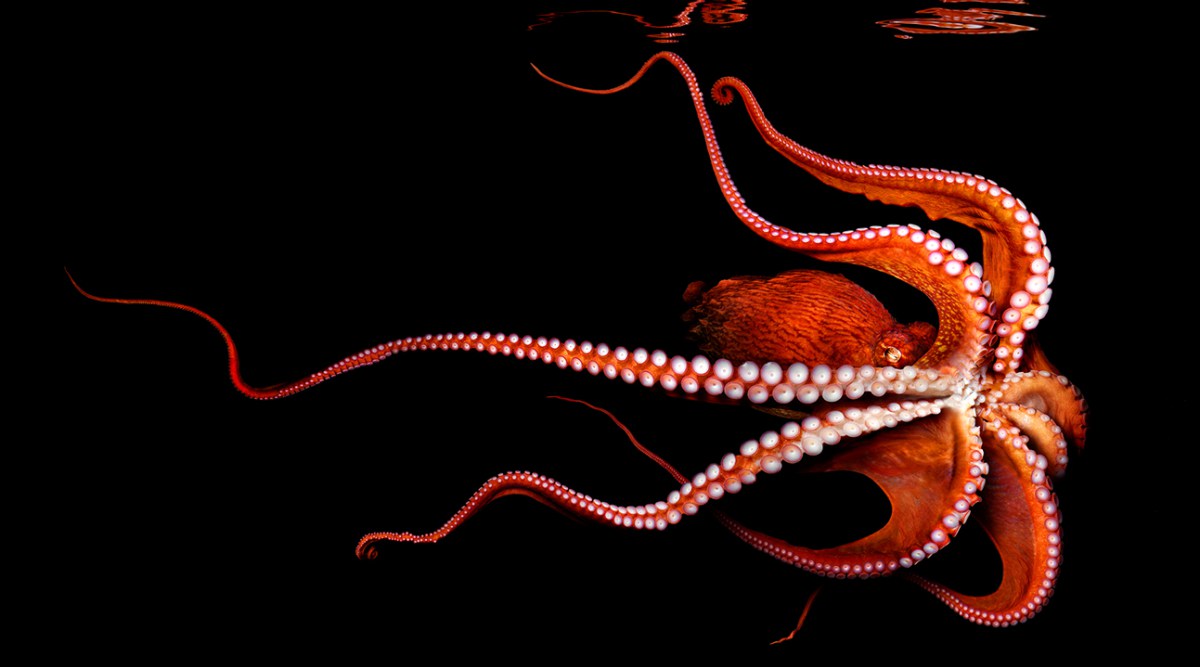 Octopus can rewrite their genetic code