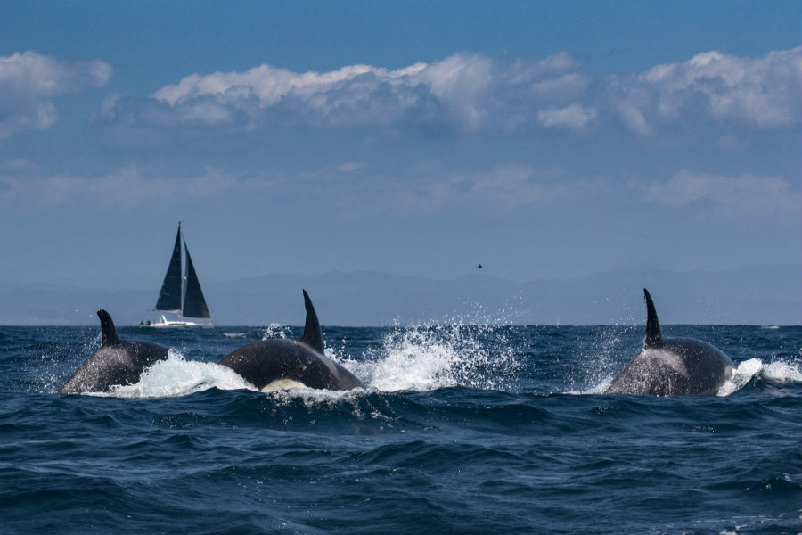 Beginning on April 20, orcas have been seen killing four calves in seven days. Image credit: National Geographic