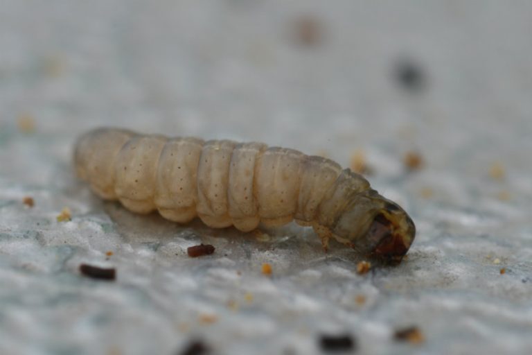 Wax moth larvae can eat plastic, scientists confirm