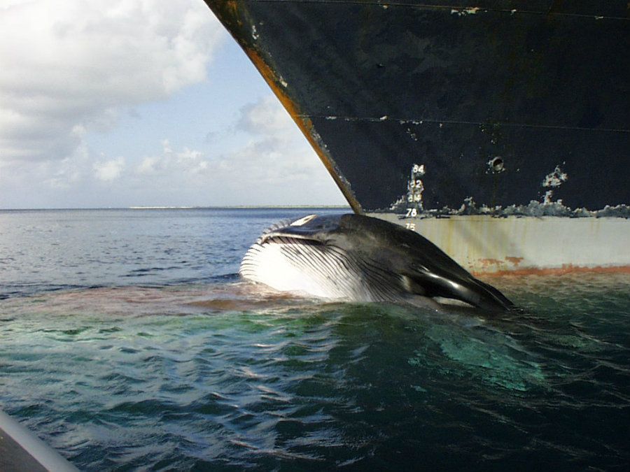 Image credit: International Whaling Commission