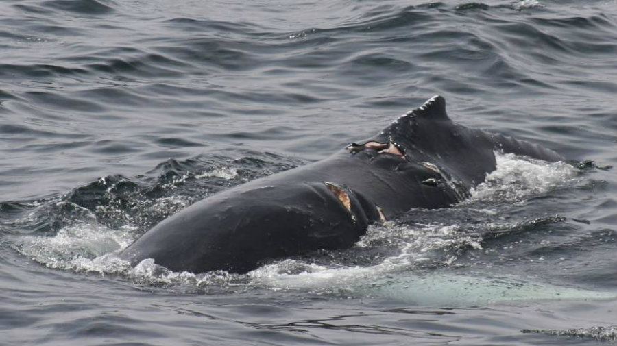 Researchers admitted that they didn’t think the whale-boat collision rate was so high. Image credit: Whale and Dolphin Conservation / The Japan Times